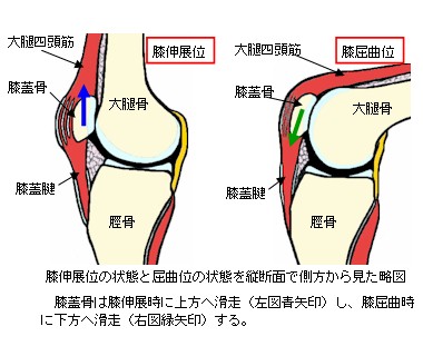 膝関節屈曲・伸展を側面から比較した略図
