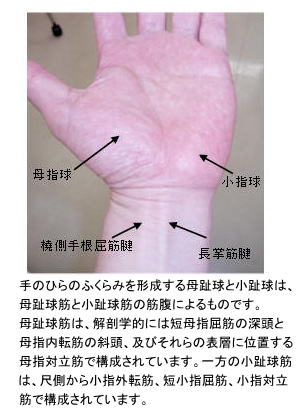 手関節掌側の体表解剖
