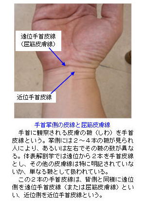 手首掌側の皮線と屈筋皮膚線