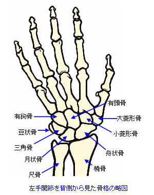 手関節背側の骨格略図