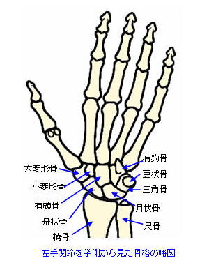 手関節掌側の骨格略図