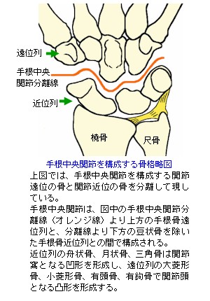 手根中央関節
