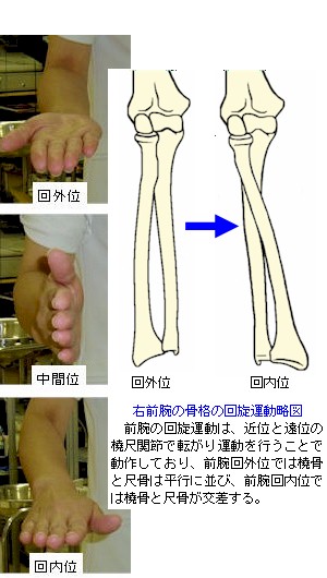 前腕の骨格と回旋運動の略図