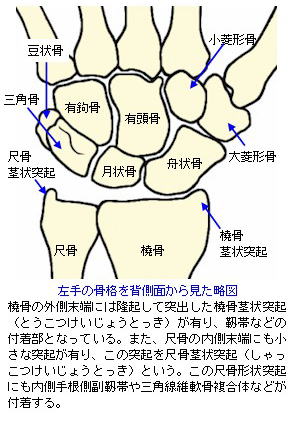手関節背側面の骨格略図
