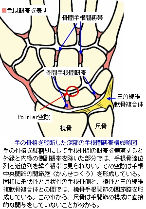 手根間関節の深部靭帯
