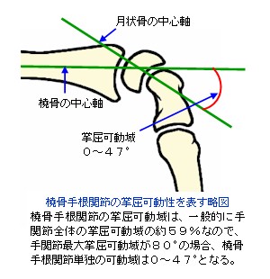 橈骨手根関節の掌屈可動性