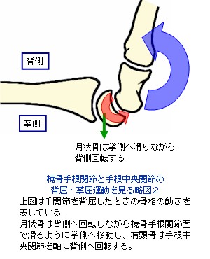橈骨手根関節と手根中央関節の背屈・掌屈２