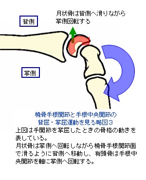 橈骨手根関節と手根中央関節の背屈・掌屈３