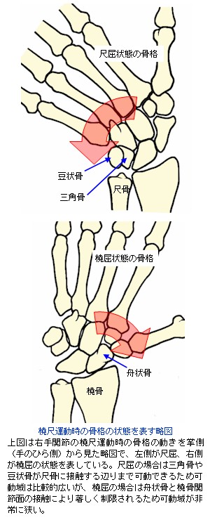 橈尺運動時の骨格の状態を表す略図