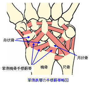 掌側表層の手根靭帯略図