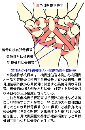 掌側面の手根靭帯略図
